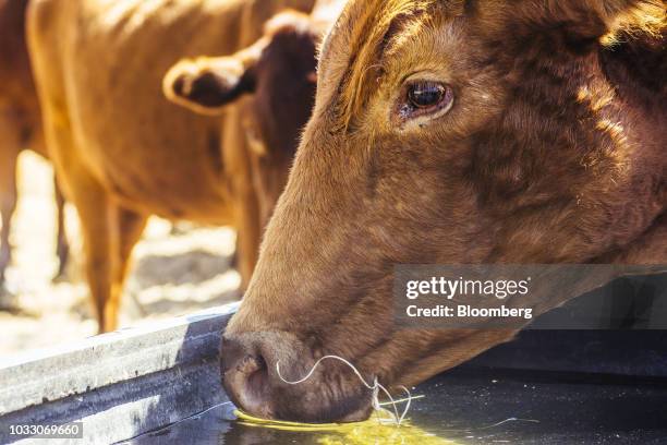 Cow drinks water from a trough on the Ehlerskroon farm, outside Delmas in the Mpumalanga province, South Africa on Thursday, Sept. 13, 2018. A legal...
