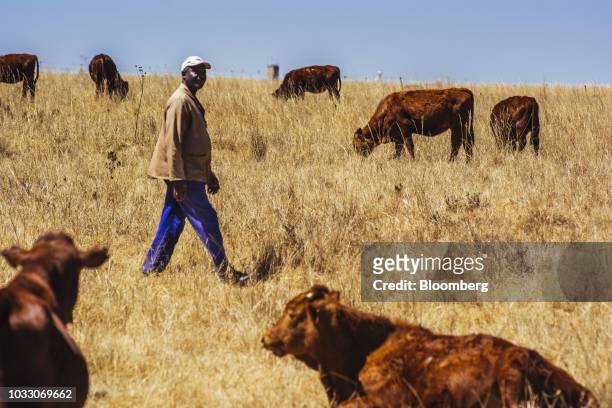 Worker checks on cattle grazing on the Ehlerskroon farm, outside Delmas in the Mpumalanga province, South Africa on Thursday, Sept. 13, 2018. A legal...