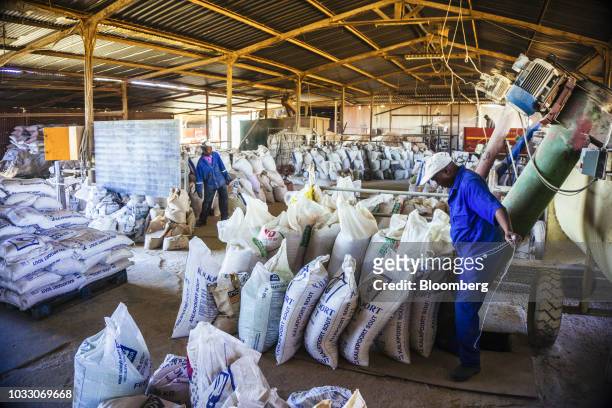 Workers tie sacks of agricultural feed on the Ehlerskroon farm, outside Delmas in the Mpumalanga province, South Africa on Thursday, Sept. 13, 2018....