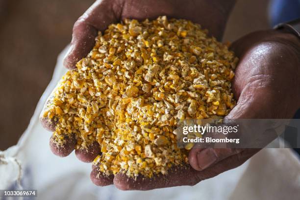 Worker handles ground corn to be used in livestock feed in an arranged photograph on the Ehlerskroon farm, outside Delmas in the Mpumalanga province,...