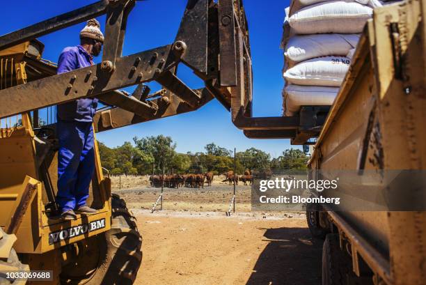 Worker uses a forklift to load bags of animal feed into a truck on the Ehlerskroon farm, outside Delmas in the Mpumalanga province, South Africa on...