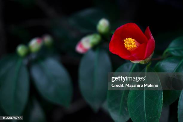 red camellia flower - camellia japonica stock pictures, royalty-free photos & images