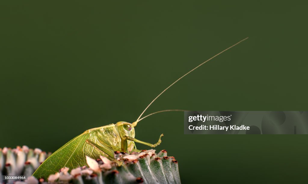 Katydid on green background