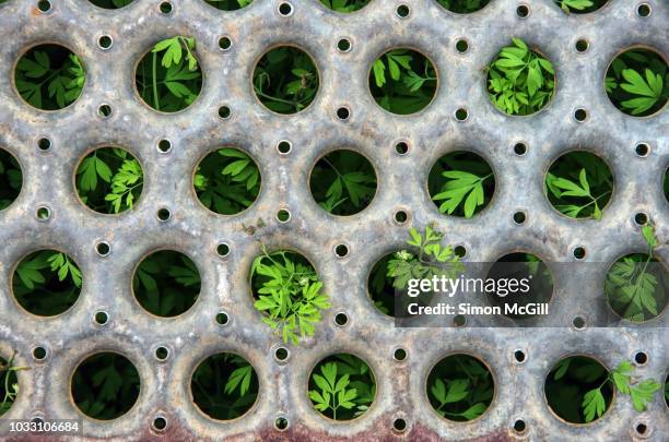 young plants sprout through the round holes in a metal grate - canberra nature stock pictures, royalty-free photos & images