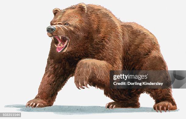 illustration of a brown bear (ursus arctos) roaring - bear roar stock illustrations