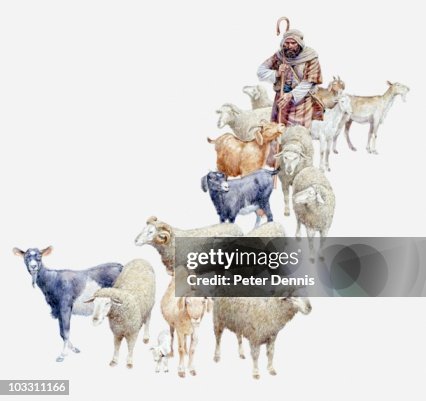 Illustration of shepherd separating his sheep from the goats, Gospel of Matthew Illustration of shepherd separating his sheep from the goats, Gospel of Matthew