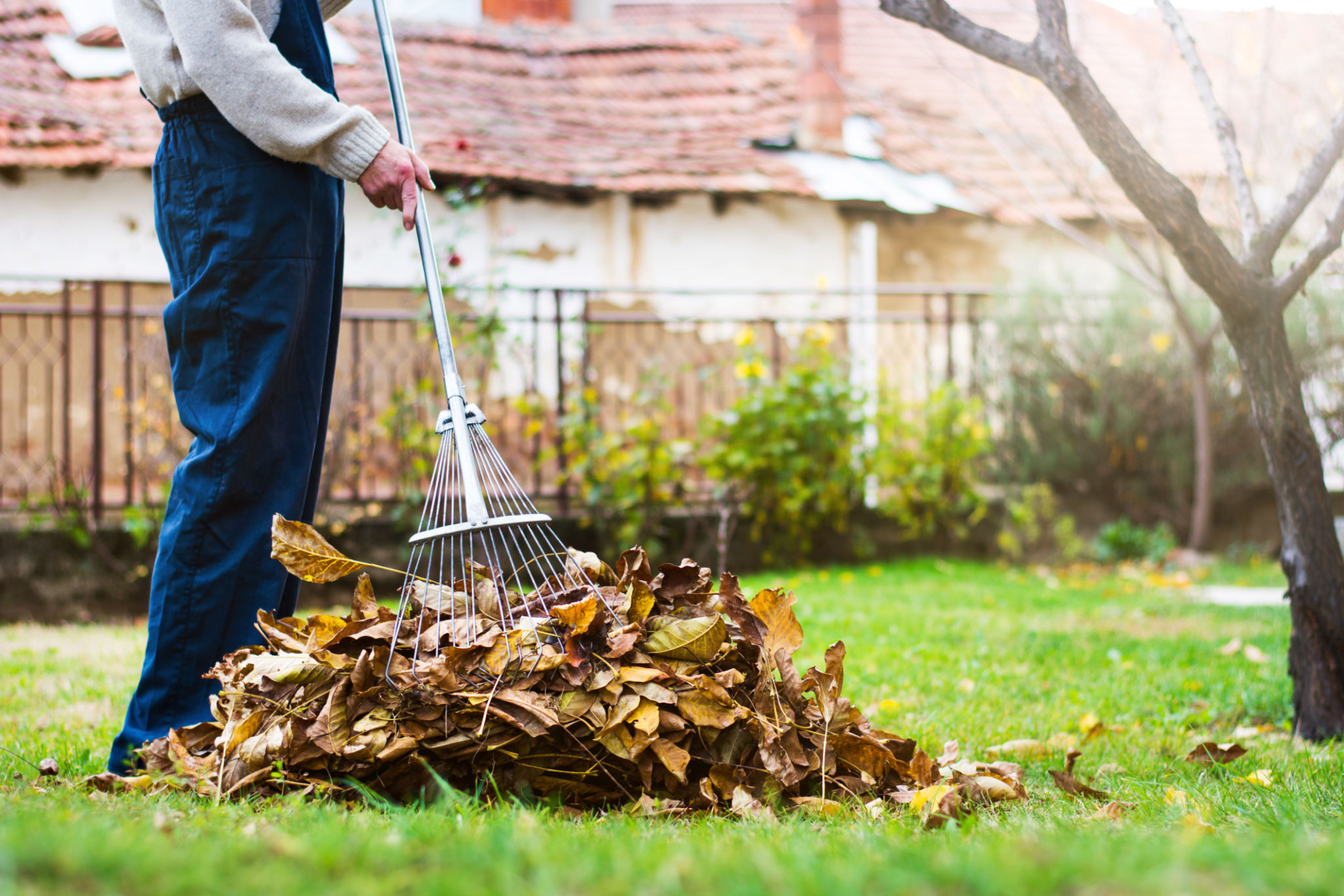 fall lawn