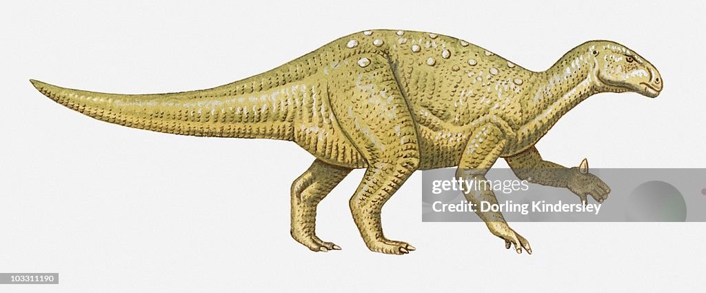Illustration of an Iguanodon dinosaur, side view