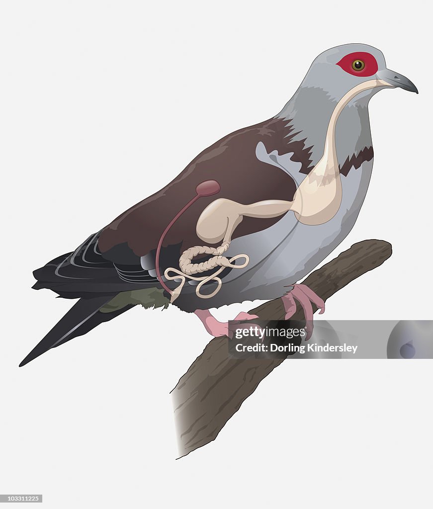 Digital illustration showing pigeon digestive system