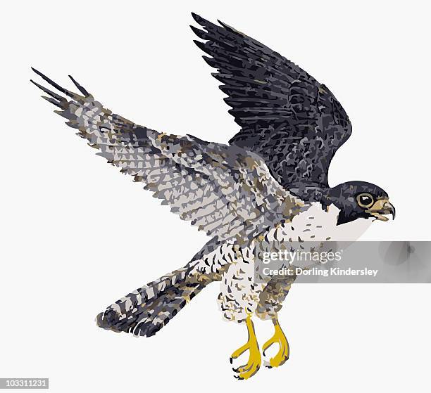 digital illustration of peregrine falcon (falco peregrinus) in flight - falcons stock illustrations