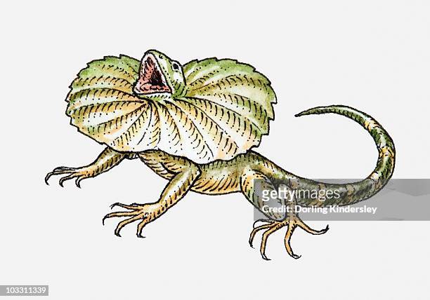 ilustraciones, imágenes clip art, dibujos animados e iconos de stock de illustration of a frilled lizard - clamidosaurio de king