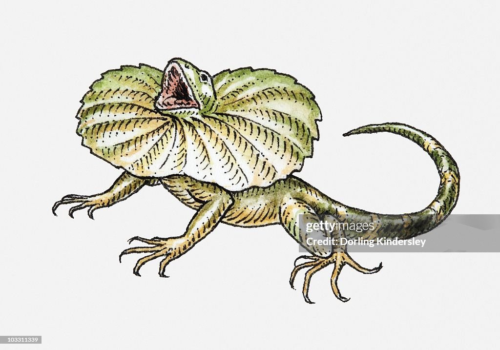 Illustration of a frilled lizard