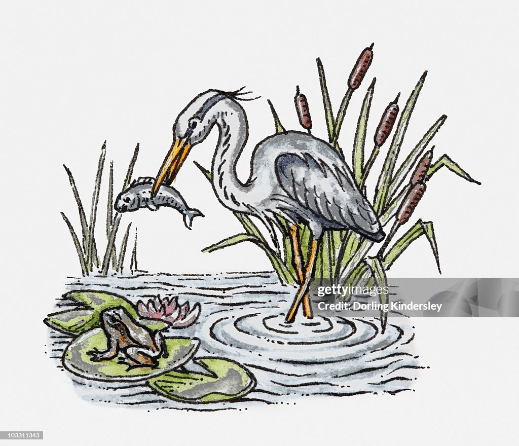 Illustration of a white stork holding fish in its beak, nearby a frog sitting on lily pad