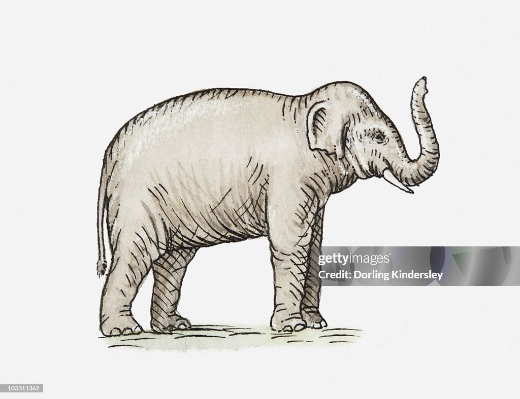 Illustration of elephant with trunk raised, side view