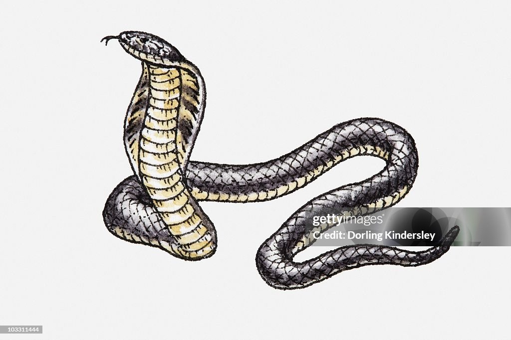 Illustration of King Cobra (Ophiophagus hannah)