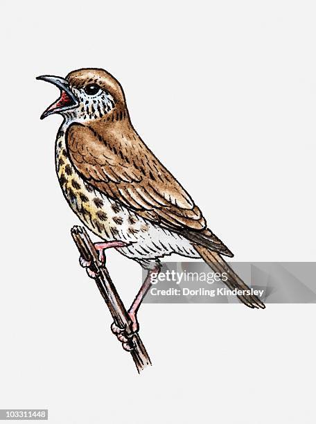 illustration of song thrush (turdus philomelos) singing on twig - bird open beak stock illustrations
