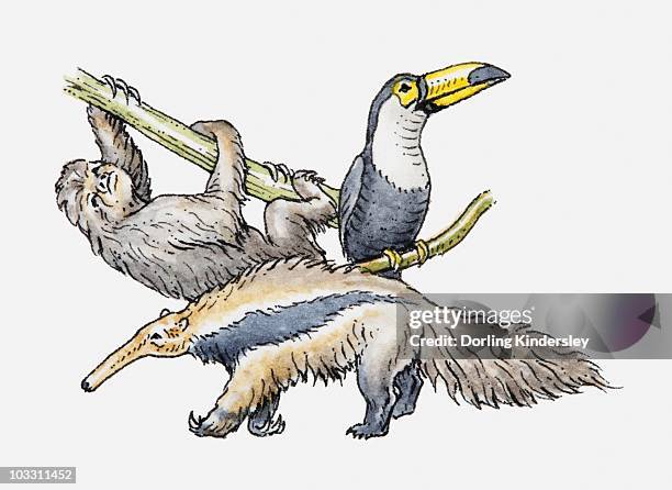 stockillustraties, clipart, cartoons en iconen met illustration of sloth, toco toucan and giant anteater - giant anteater