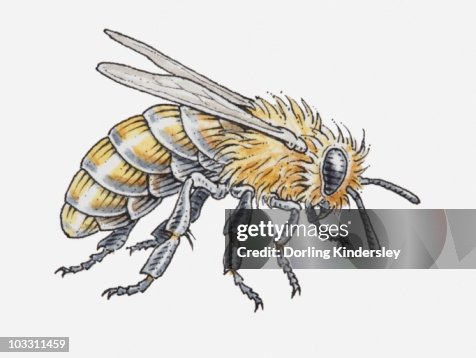 Bee Side Vector Illustration Of A Bee Side View High-Res Vector Graphic - Getty Images