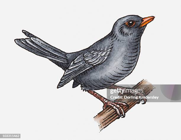 illustration of a blackbird perching on a branch - blackbird stock illustrations