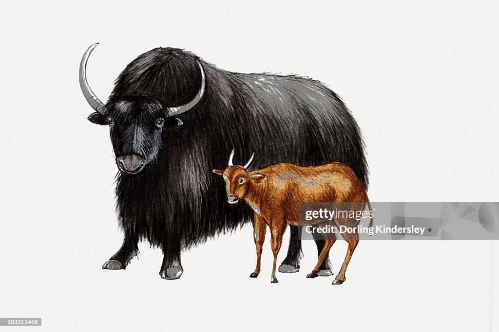 Illustration of a Yak (Bos grunniens) and Mountain anoa (Bubalus quarlesi)