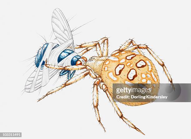 ilustrações, clipart, desenhos animados e ícones de illustration of a garden spider (araneus diadematus) gripping bluebottle fly - aranha de jardim