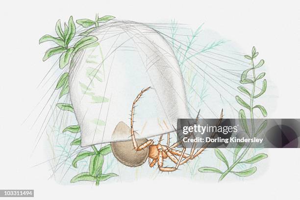 illustration of a water spider (argyroneta aquatica) with bell-shaped web underwater - argyroneta aquatica stock illustrations