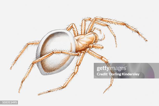 illustration of a water spider (argyroneta aquatica) - argyroneta aquatica stock illustrations