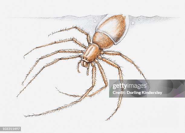 illustration of a water spider (argyroneta aquatica) diving - argyroneta aquatica stock illustrations