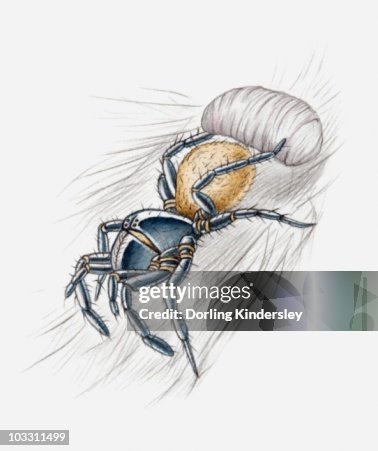 Illustration of a spider wrapping its prey in a silken cocoon Illustration of a spider wrapping its prey in a silken cocoon