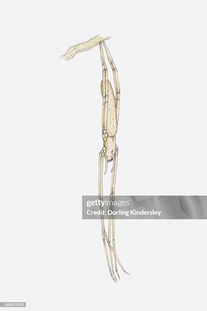 Illustration of a Net-catching spider (Deinopis sp.) hanging upside down from a branch