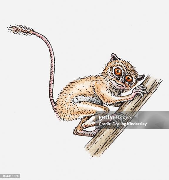 illustration of galago (bushbaby) holding onto branch - bush baby stock illustrations