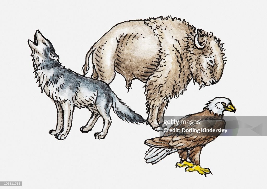 Bald Wolves American Bald Eagles And Wolves