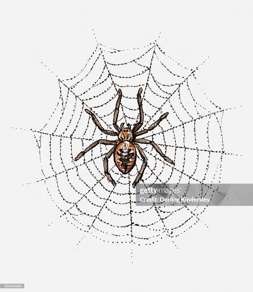 Illustration of spider in web