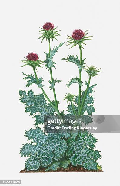 silybum marianum (milk thistle) with purple flowers and spiked green and white leaves on tall stems - milk thistle stock-grafiken, -clipart, -cartoons und -symbole