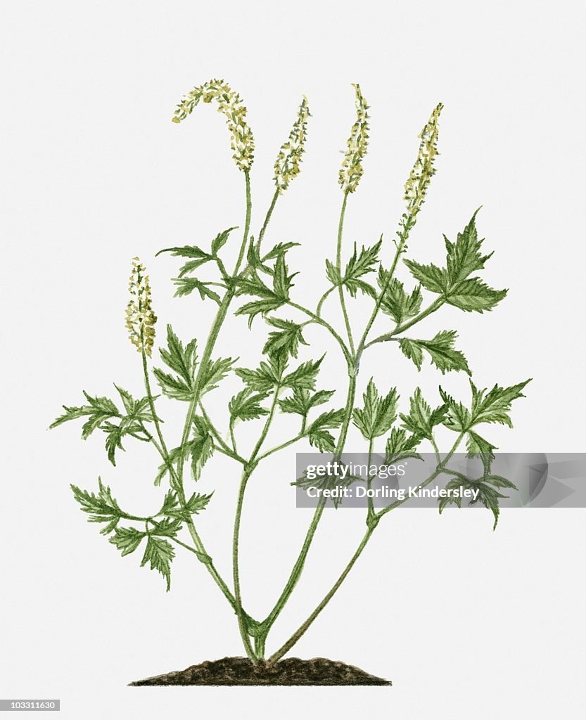 Actaea racemosa (Black Cohosh) with flowers and green leaves on long stems
