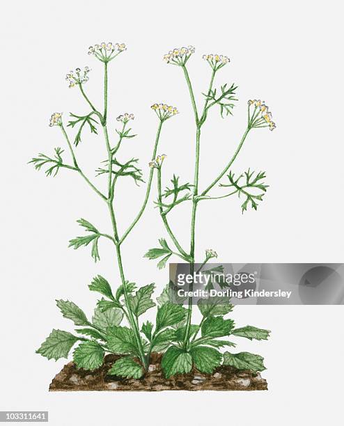 ilustraciones, imágenes clip art, dibujos animados e iconos de stock de pimpinella anisum (aniseed) with white flowers and green leaves on tall stems - anis