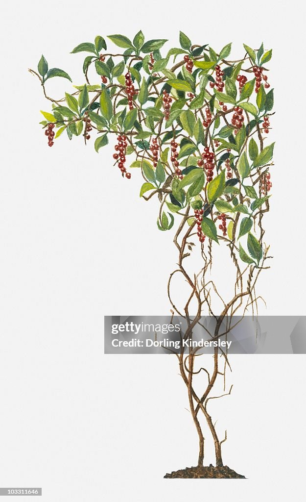 Schisandra (Magnolia Vine) with red berries and green leaves on climbing stems