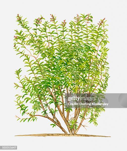 aloysia triphylla (lemon verbena), flowering shrub with green leaves - コウスイボク点のイラスト素材／クリップアート素材／マンガ素材／アイコン素材