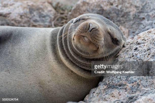 Galapagos sea lion is sleeping on the rocks of South Plaza Island in the Galapagos Islands, Ecuador.