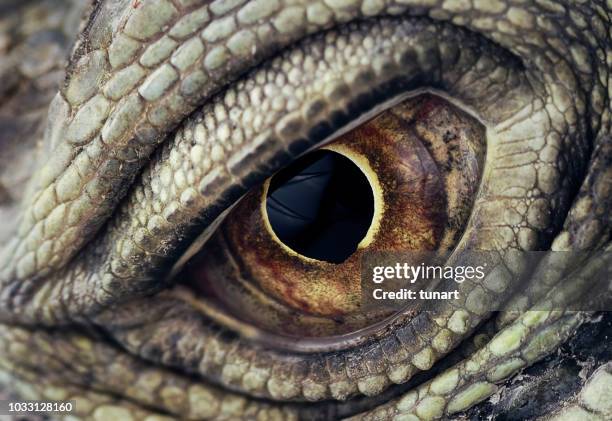 iguana eye closeup - monstro imagens e fotografias de stock