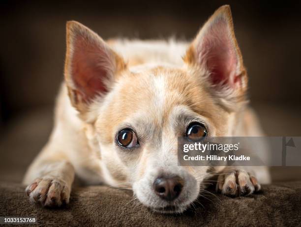 chihuahua with head down - puppy lying down stock pictures, royalty-free photos & images