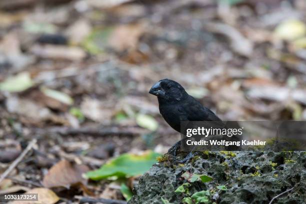 Large ground finch male in the highlands of Santa Cruz Island in the Galapagos Islands, Ecuador.