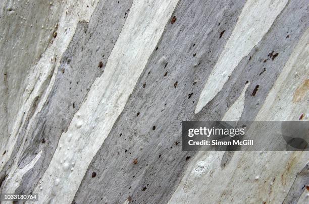 patterns in the bark on a snow gum or white sallee (eucalyptus pauciflora) tree trunk - eucalyptus tree bark stock pictures, royalty-free photos & images