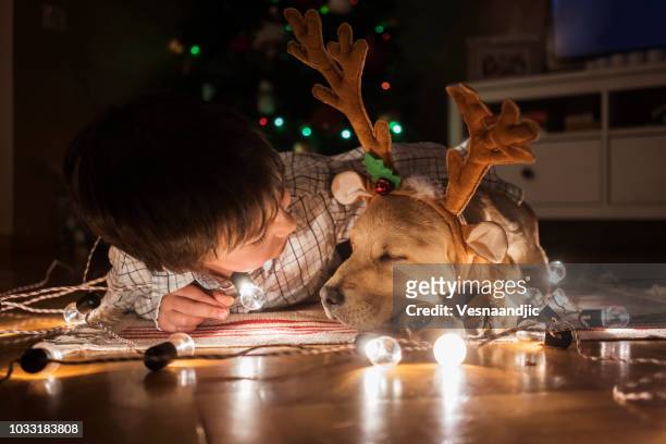 new pet for christmas - funny christmas dog stock pictures, royalty-free photos & images