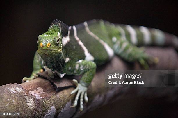 green lizard with yellow nose sits on a branch. - fiji crested iguana stockfoto's en -beelden