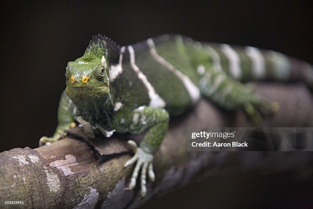 Green lizard with yellow nose sits on a branch.