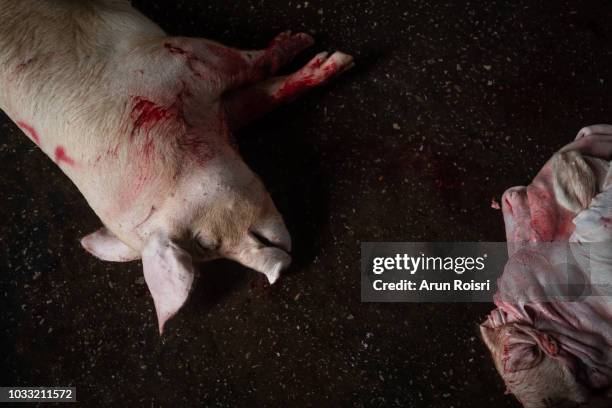 closeup of a killed bleed pig hanging at the slaughterhouse - schweinehälften stock-fotos und bilder