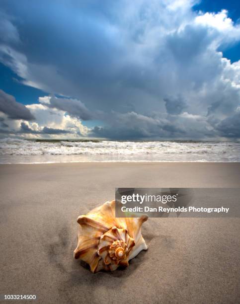 sea shells florida usa - amelia island stock pictures, royalty-free photos & images