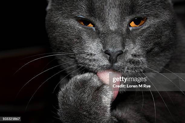 cat liking - tongue stock pictures, royalty-free photos & images