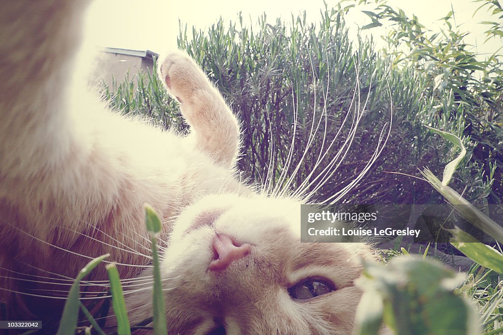 Cat lying in the sun